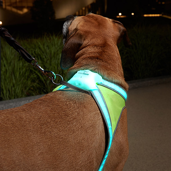 Close up photo of a LightHound on a dog's back'