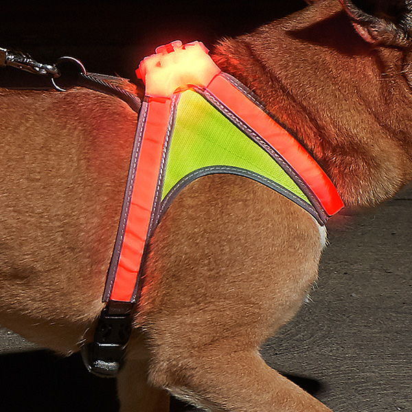 Close up photo of a LightHound on a dog's shoulder'