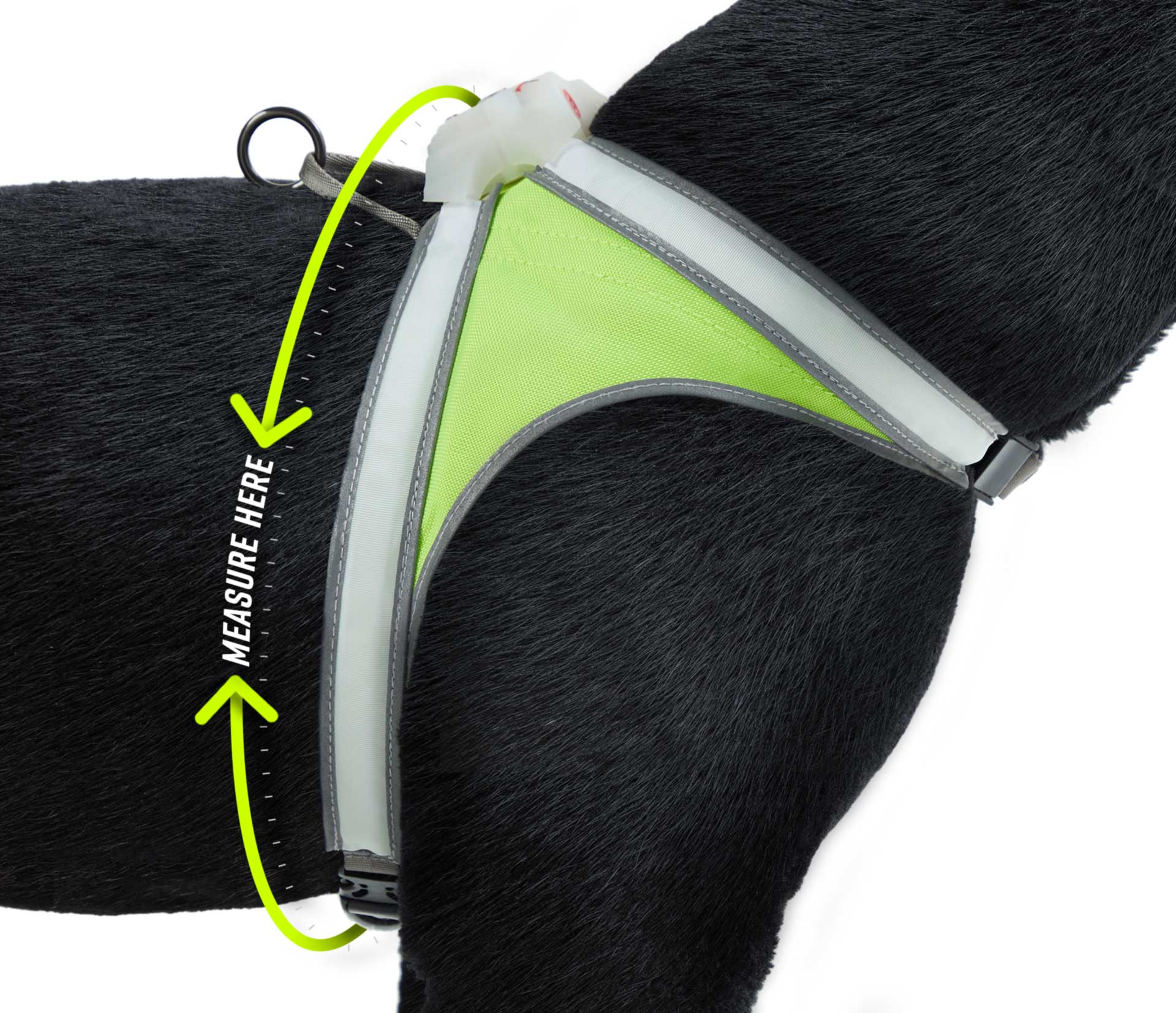 Photo showing the fit of a LightHound around the shoulders of a dog.