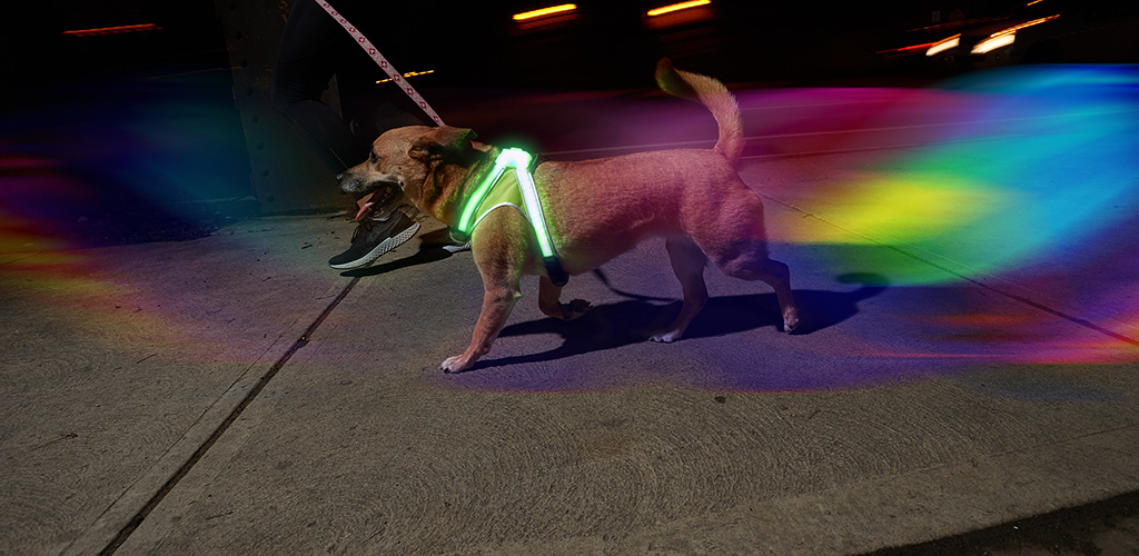 Revolutionary Illuminated and Reflective Harness for Dogs Including Multicolored LED Fiber Optics USB Rechargeable, Adjustable, Lightweight, Rainproof noxgear LightHound 
