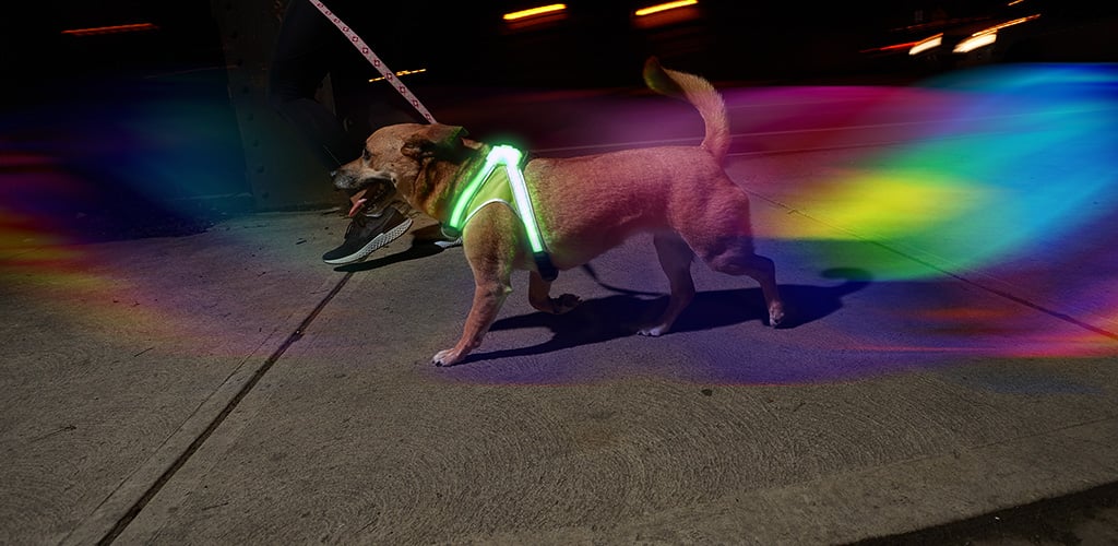 noxgear lighthound led illuminated & reflective dog harness