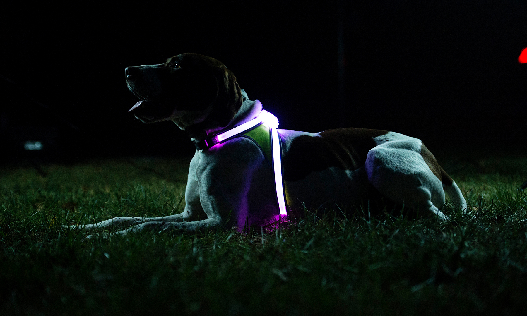 noxgear lighthound led illuminated & reflective dog harness