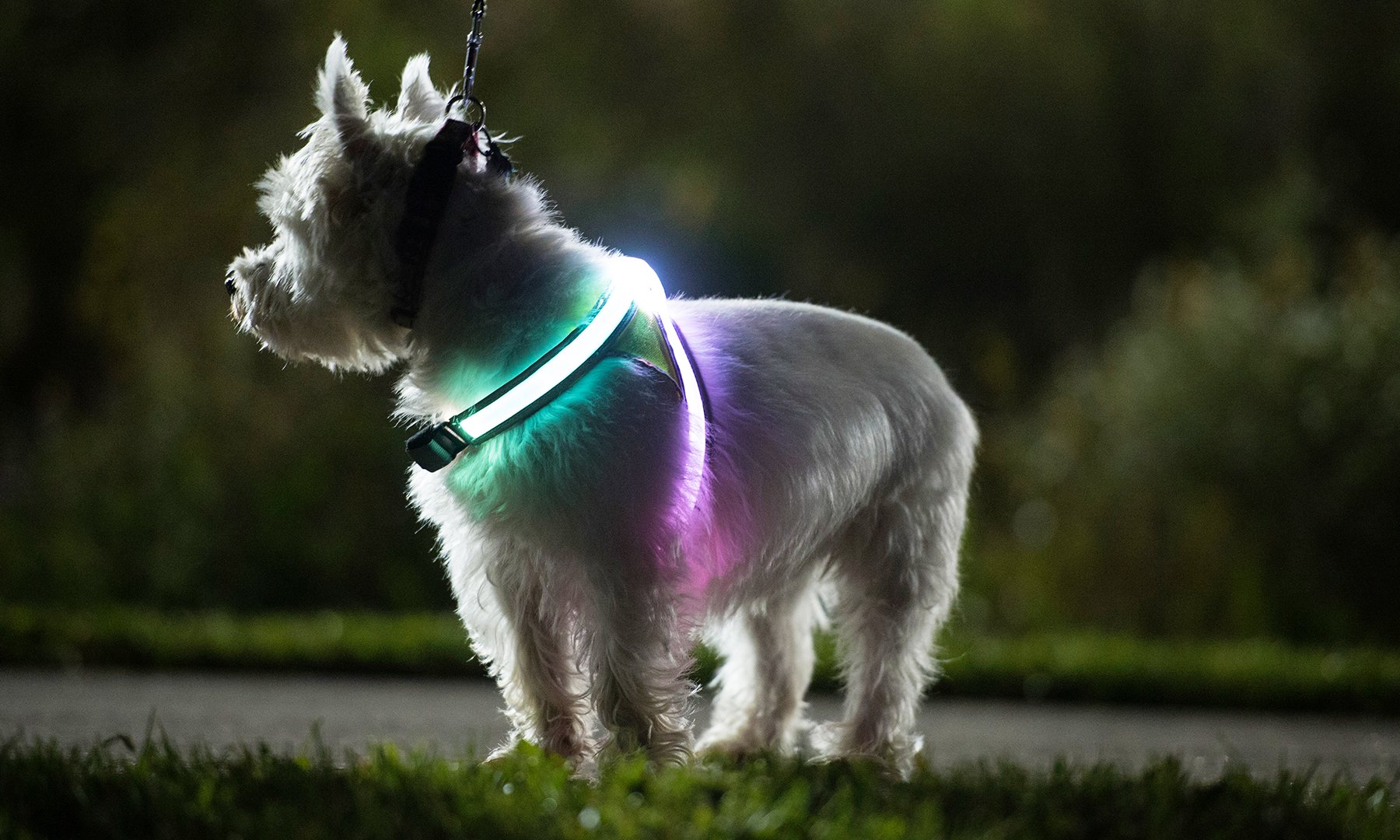 noxgear lighthound led illuminated & reflective dog harness