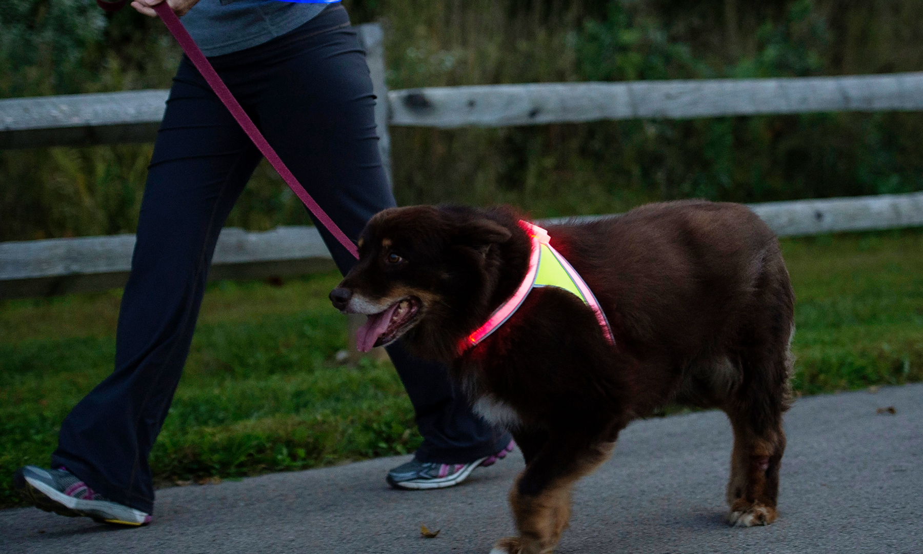 noxgear lighthound led illuminated & reflective dog harness