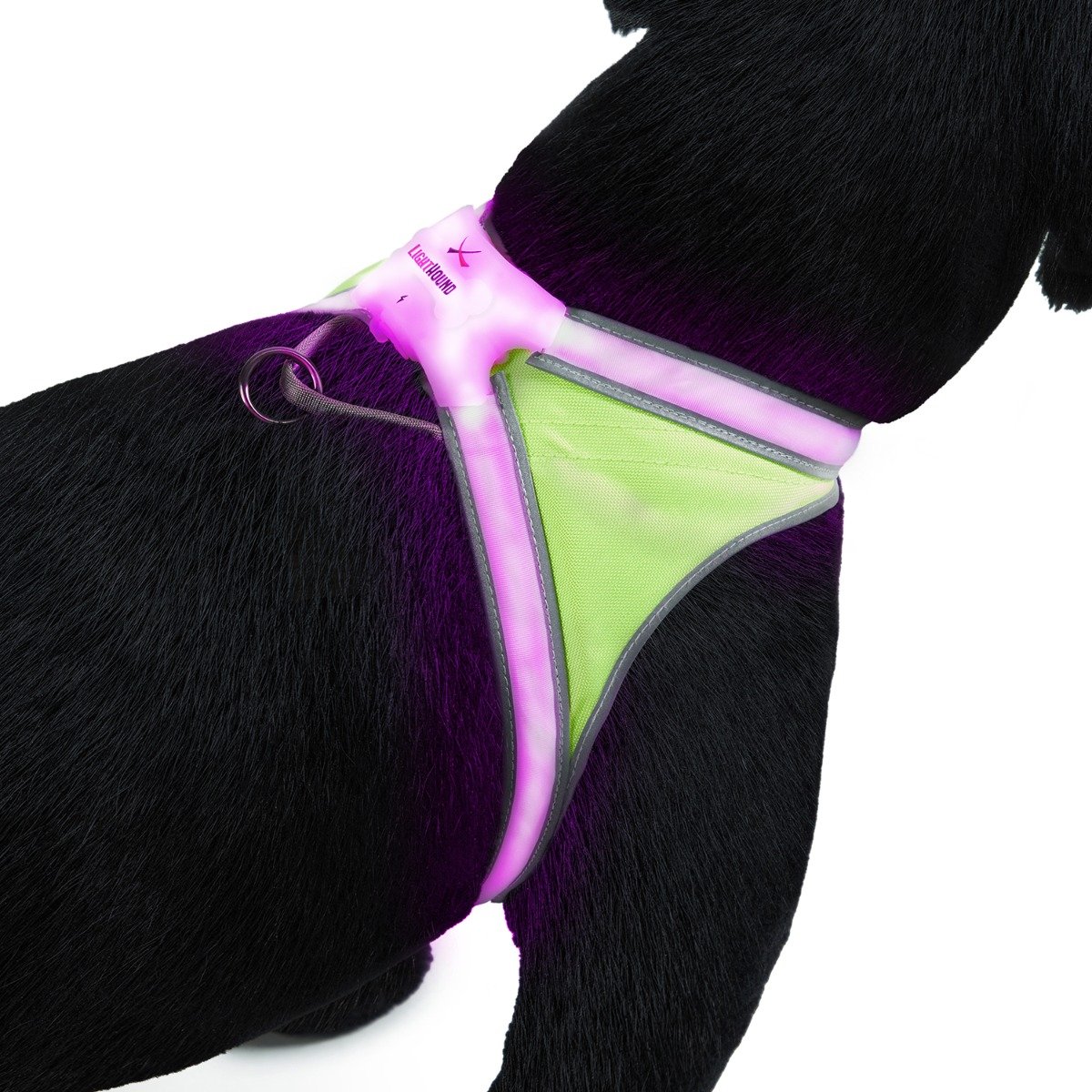 LightHound lit up purple on a Black Dog.