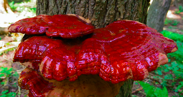 enable to view reishi mushrooms