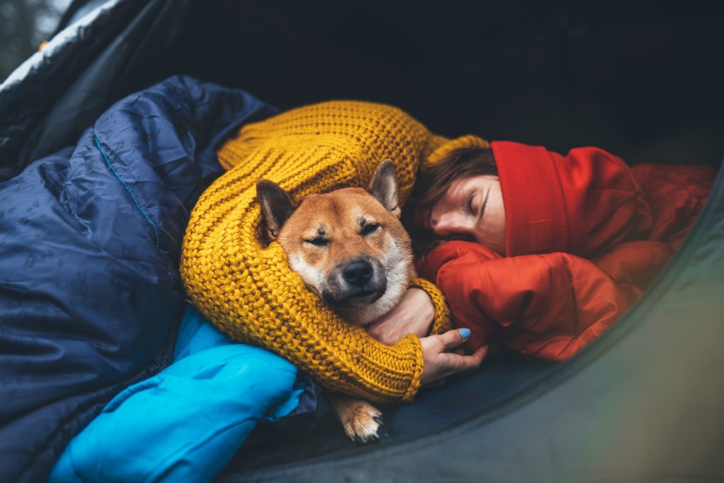 enable photo of dog camping