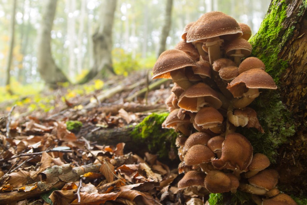 enable here to view a picture of brown mushrooms growing in nature