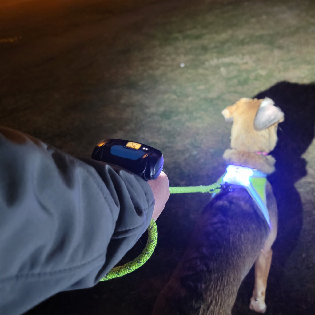 Noxgear wrist light illuminating a dog wearing a Noxgear LightHound harness lit up blue. (Lamp not included in purchase of Wrist Strap)