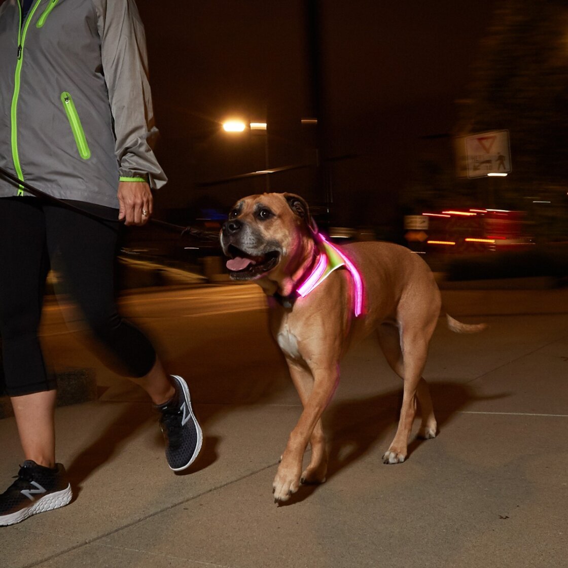 good to go dog leash