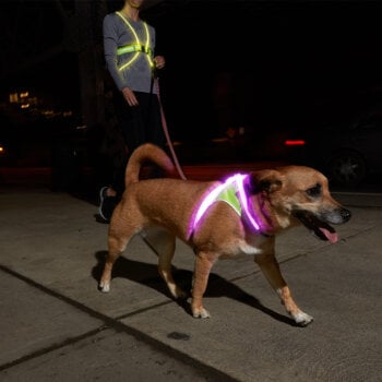 Dog wearing Noxgear Light Hound being walked by a woman.