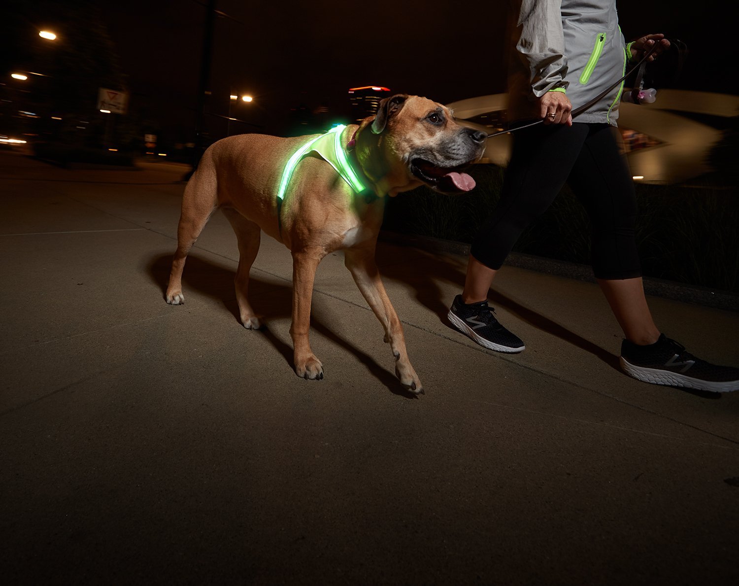 flashing dog harness