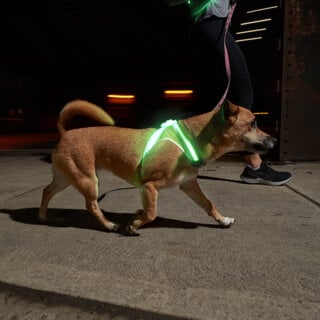 LightHound - LED Illuminated, Reflective Harness - Noxgear