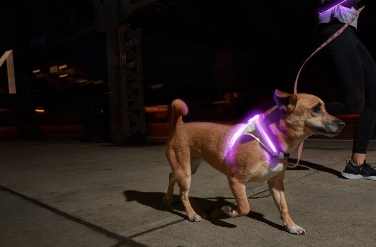 Adventurelights Safety Light, DogX, Dog Shop, Dog Sport