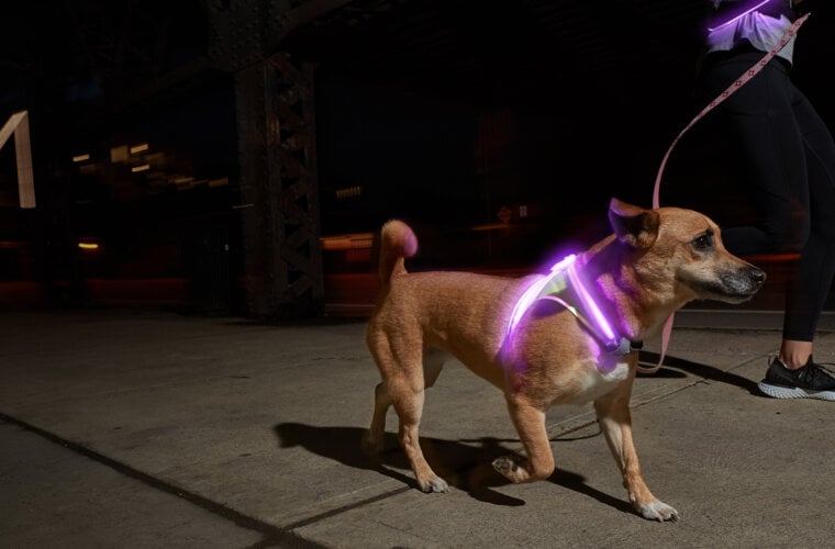 flashing dog harness