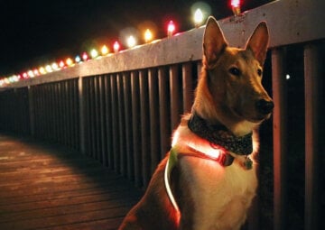 Noble dog in a red lighthound vest poses dramatically with christmas lights