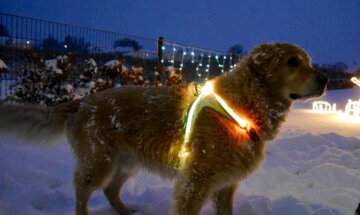 PetSho calls LightHound the “Best LED Illuminated Dog Harness” Preview