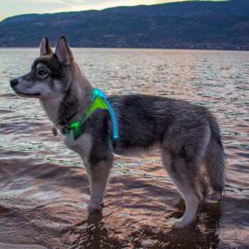 Husky by the edge of a lake wearing Noxgear LightHound dog harness lit up blue.