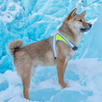 Dog standing on snow and ice wearing Noxgear LightHound.