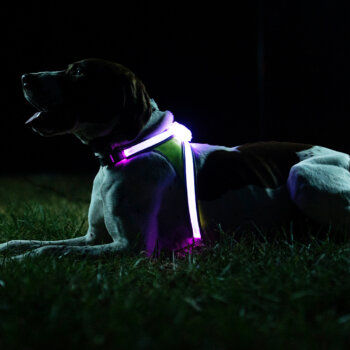 Big dog laying in the grass at night wearing Noxgear LightHound harness lit up purple.