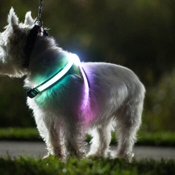 Small white dog wearing Noxgear LightHound lit up green and pink.