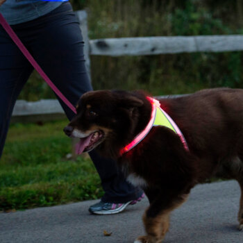 Brown dog walking wearing Noxgear LightHound lit up red.