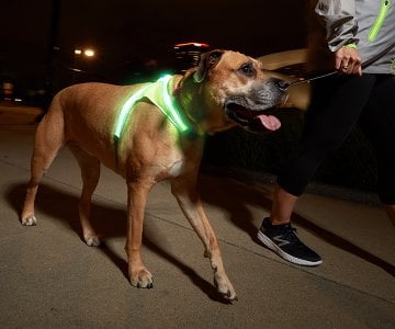 A dog wearing a reflective vest on a leash for SEO purposes.