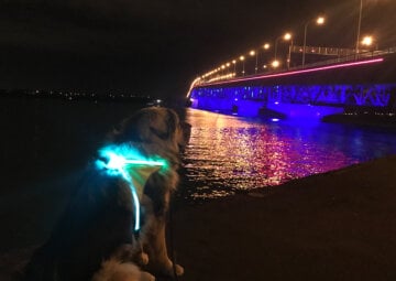A majestic dog looks out over the water in a blue lighthound vest.